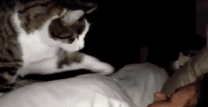 Cat waking up owner