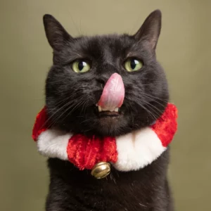 Best Christmas Cat Collars