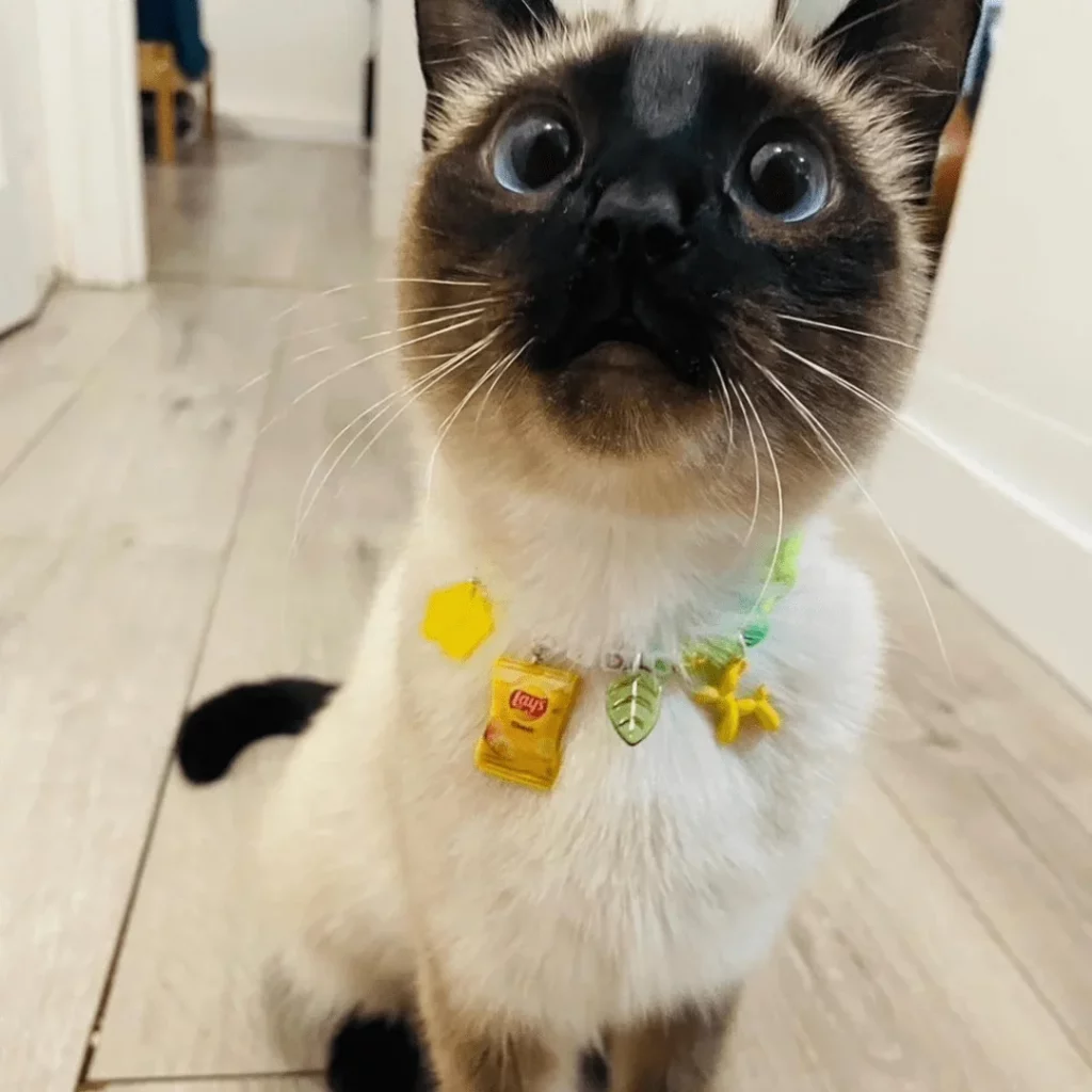 Custom Cat Collars for Quirky cats with charms