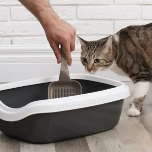 Cat Moms Beware! Are You Changing Cat Litter Too Often - Cat litter changing frequency