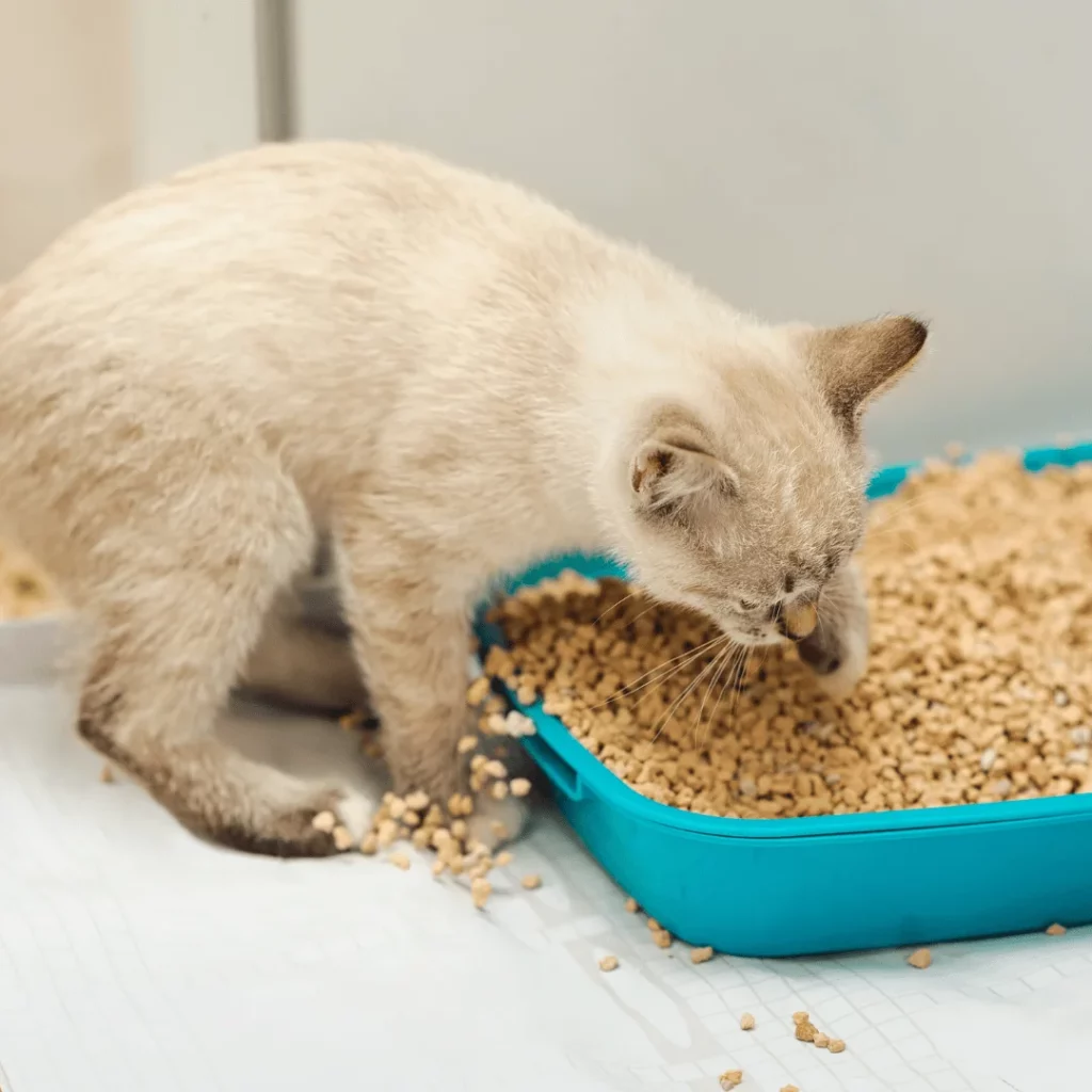 Tips to prevent Cat Litter Tracking