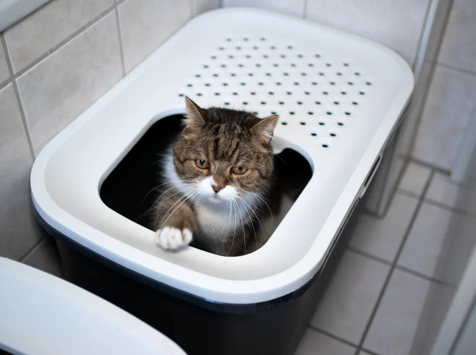 Top Entry Litter Box to prevent cat litter tracking