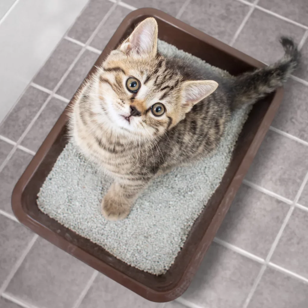 the best place to put the cat litter box