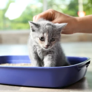 Best Cat Litter for growing kittens